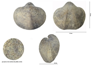 Callospiriferina tumida (forme intermediaire